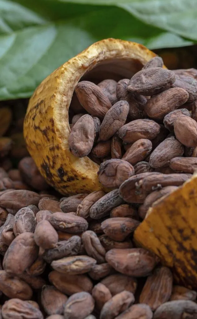 Las lluvias extremas amenazan el cultivo mundial de cacao tanto como las sequías